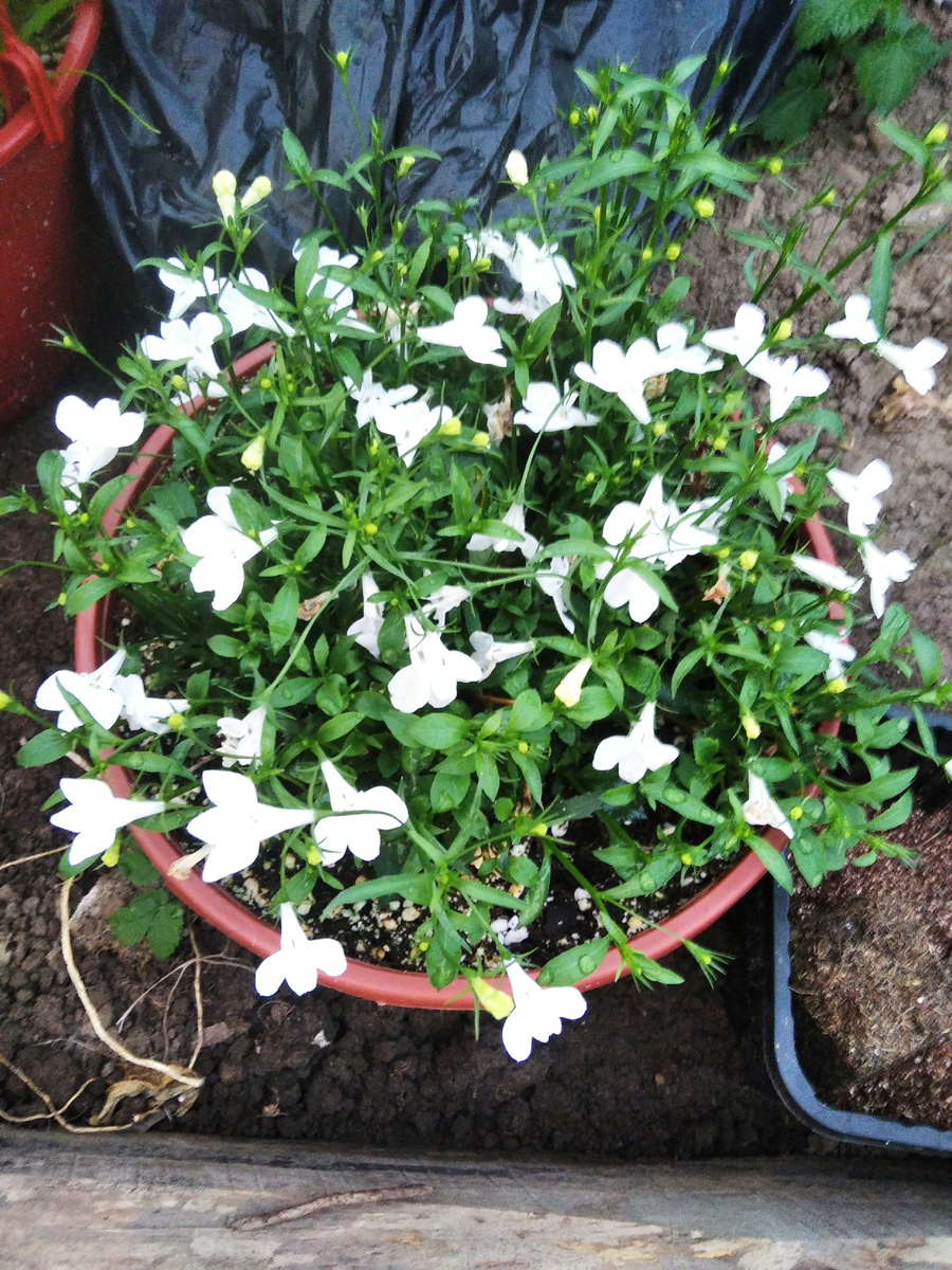 фото мое. Маточный куст.