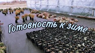 НОВЫЙ ДЛЯ НАС ЭКСПЕРИМЕНТ, ГОТОВИМ ХРИЗАНТЕМУ МУЛЬТИФЛОРУ К ЗИМОВКЕ!!!