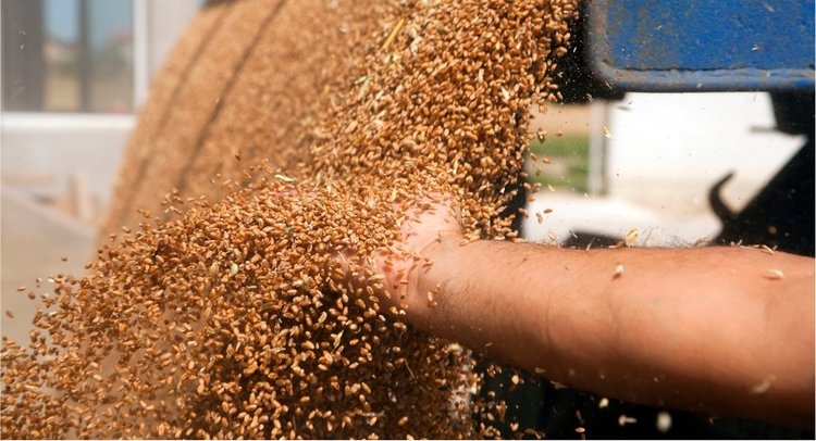    Вся озимая пшеница 2024 в Алтайском крае исследована в рамках госмониторинга