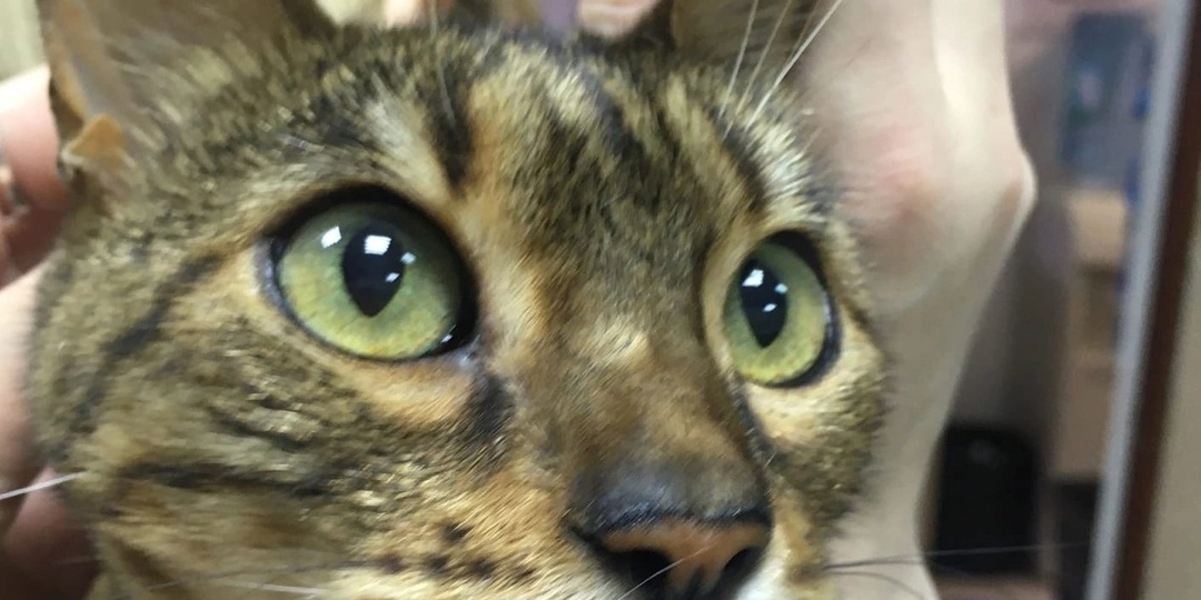 Метакса снова в приюте