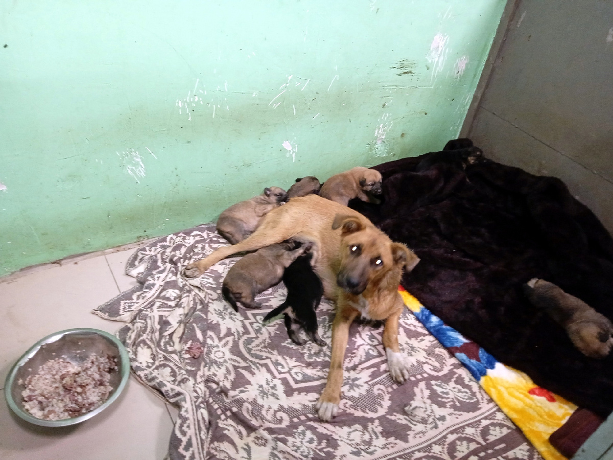 Мамочка и семеро щенят. Найдите седьмого щенка ))