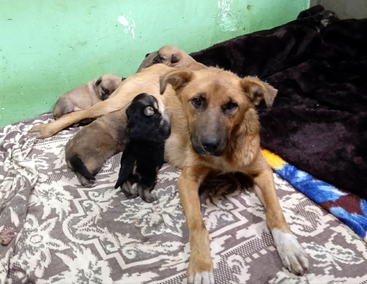 Я нашел молоко!