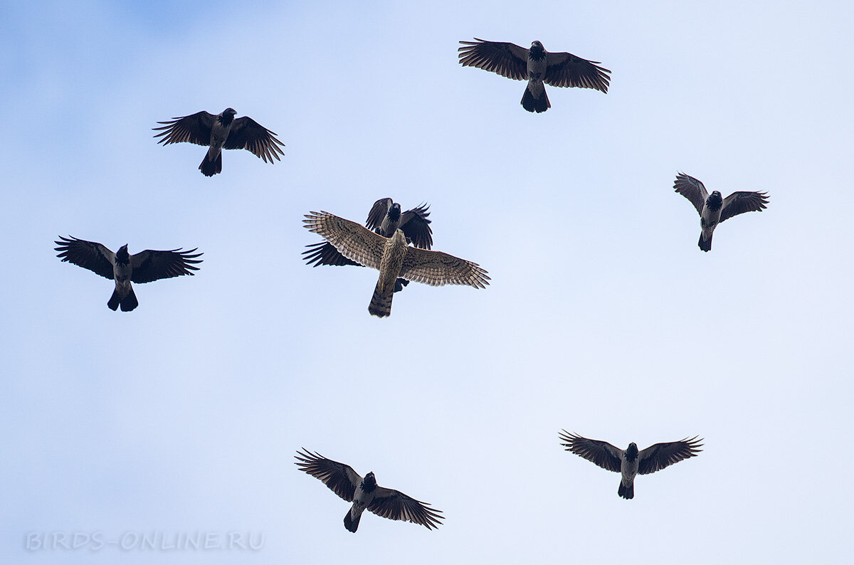 Вороны гонят тетеревятника, фото c сайта birds-online.ru