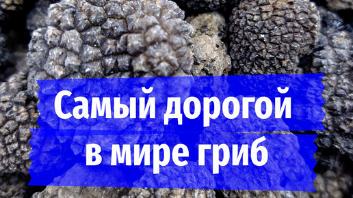 «Трюфелем за 30 000 рублей/кг кормим улиток и крыс»: ученые заставили расти в Сибири самый дорогой в мире гриб