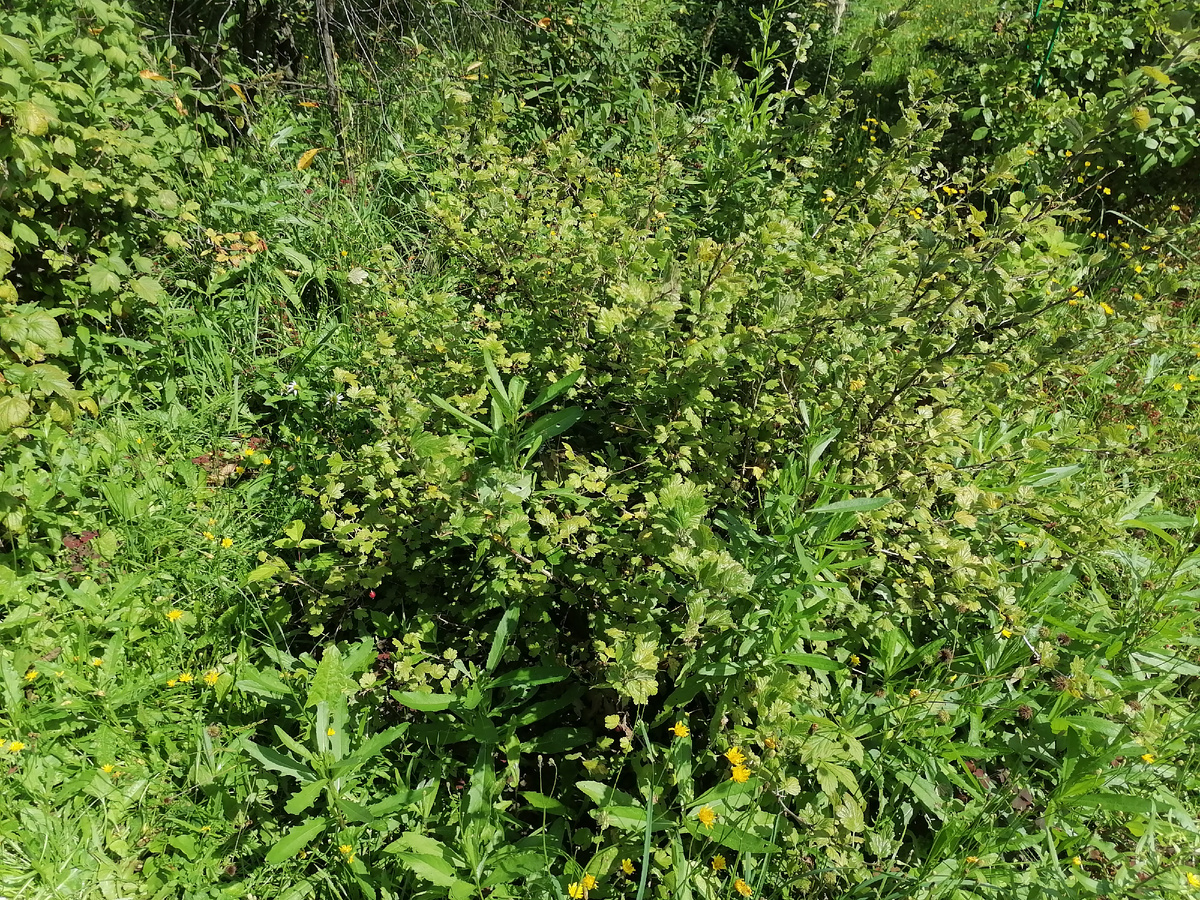 Крыжовник до обрезки