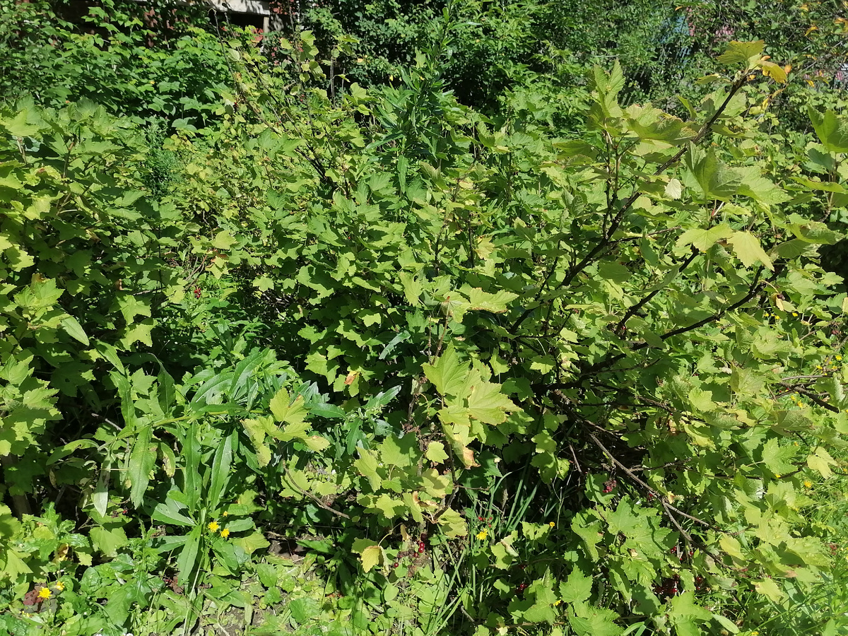 Смородина до обрезки