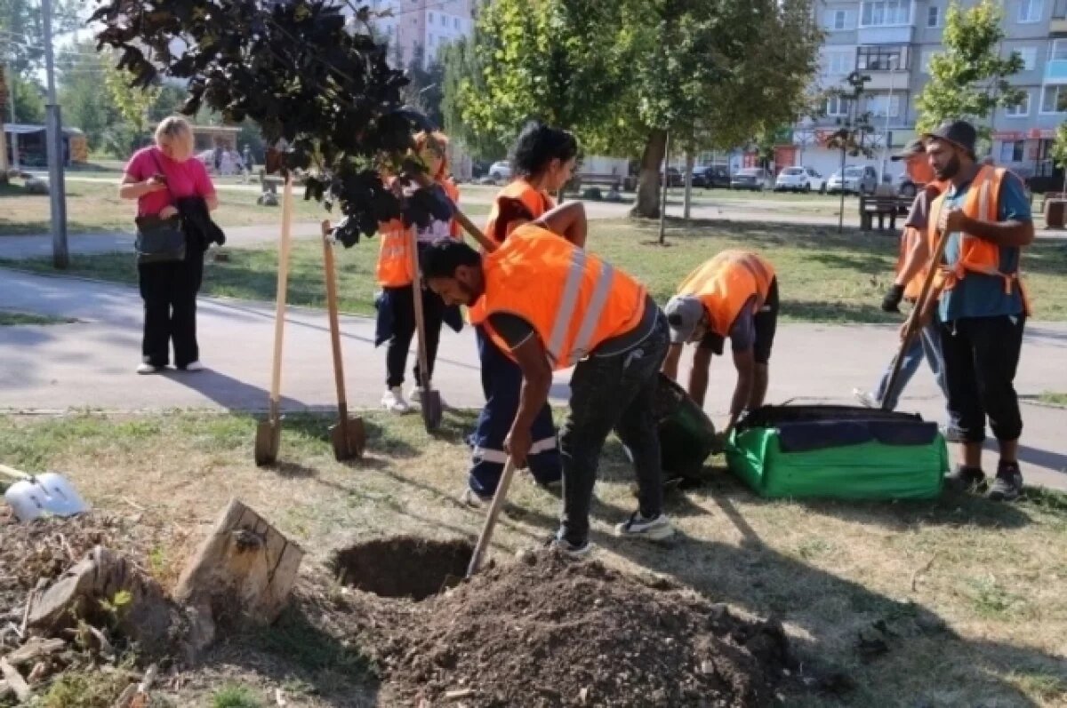    На улице Кауля в Туле появятся более 30 кленов