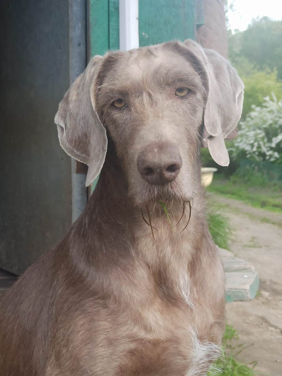 Мега