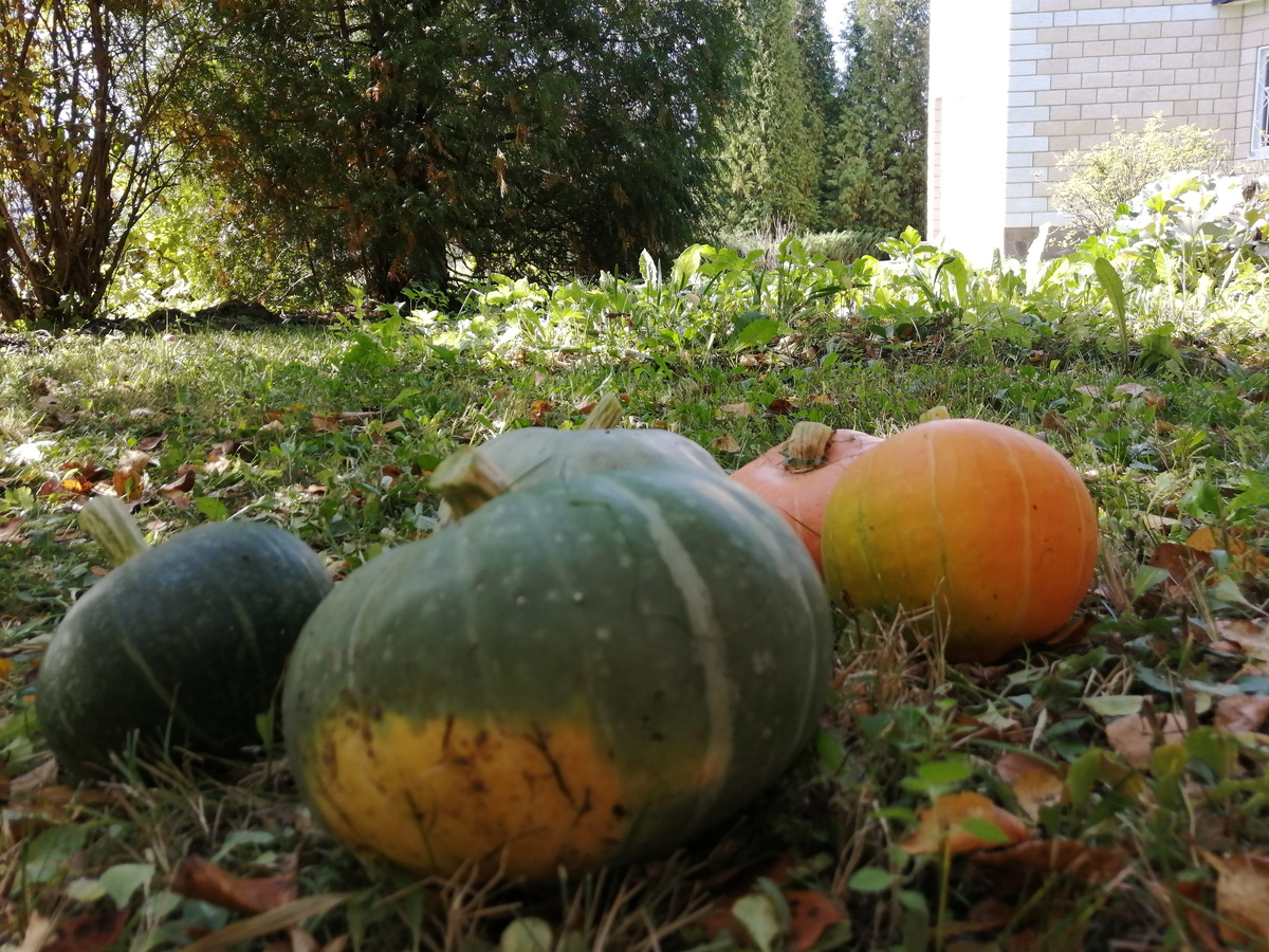 Тыквы нужно снять с грядки до заморозкой