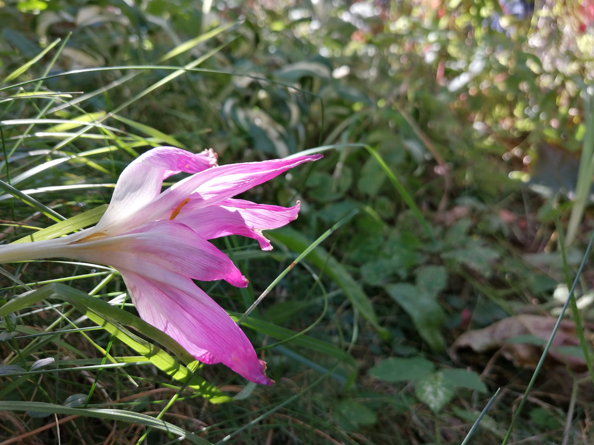 Безвременник осенью. Увядает красиво