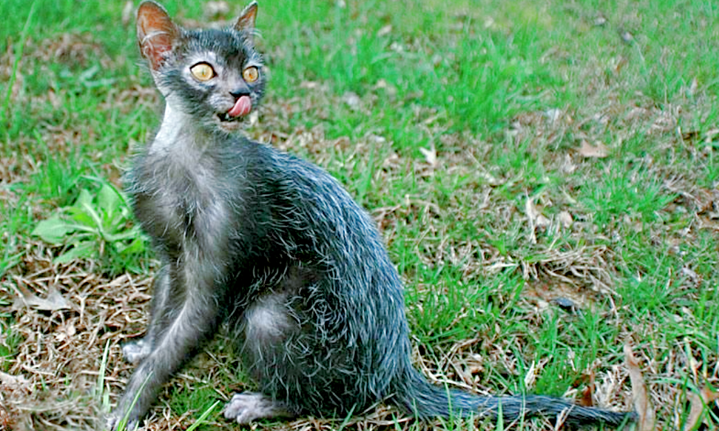 Источник фото: za.pinterest.com