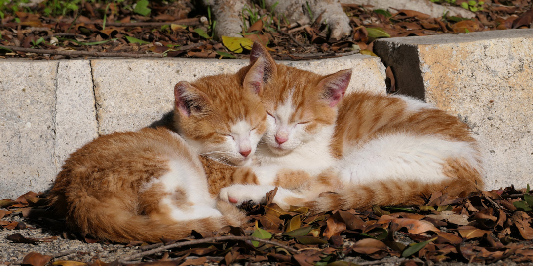 Я нашел на улице питомца и решил ему помочь, что делать?