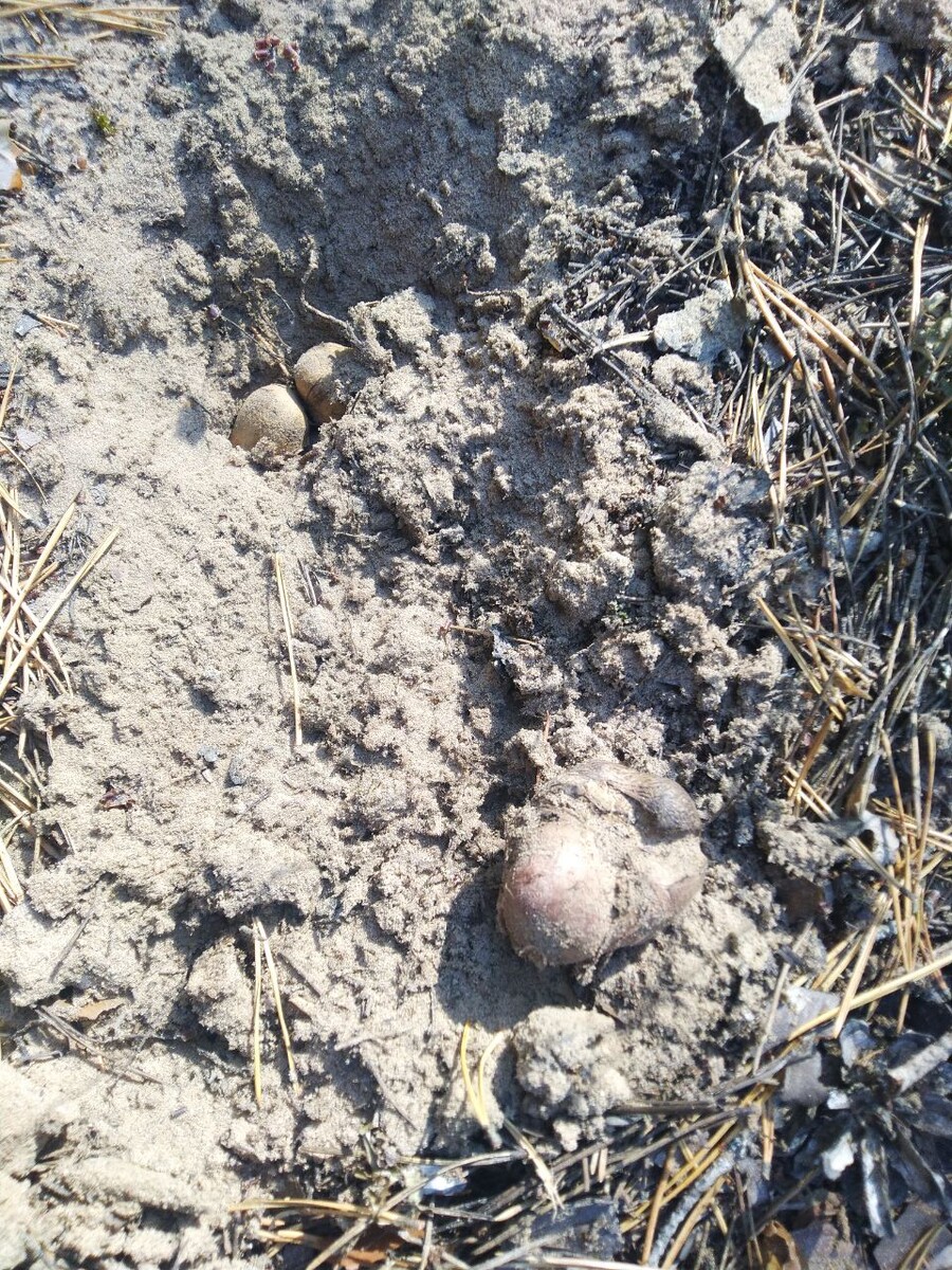 Если вы нашли в лесу картошку, то это не картошка 