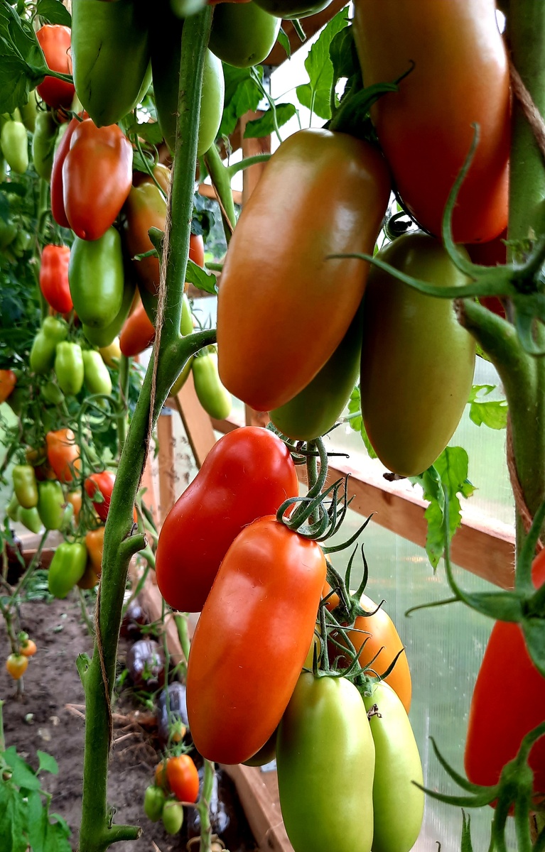 Поззано, 2023г.