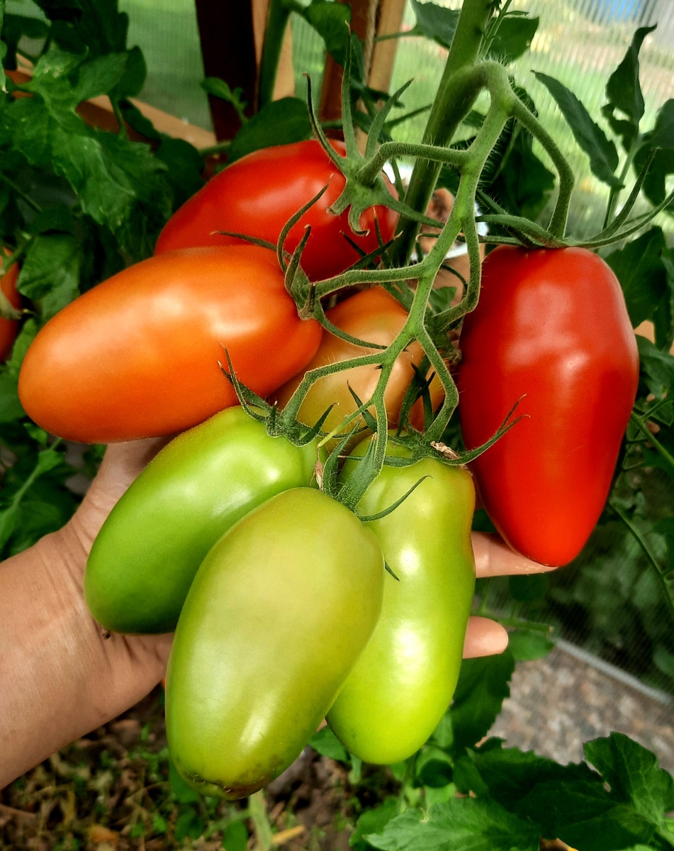 Поззано, 2024г.