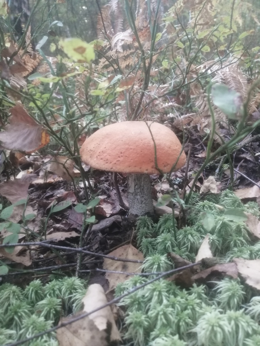 Фото сергей п. Южное Подмосковье. 14.09.2024