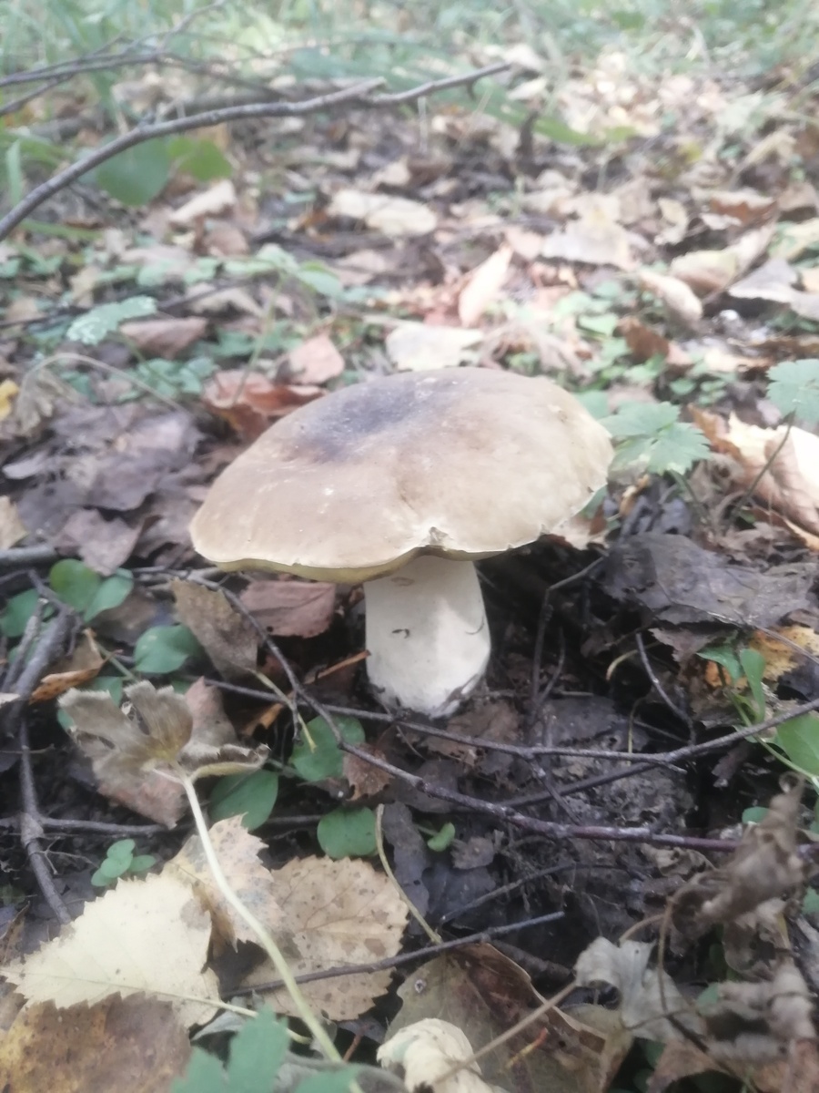 Последний сетчатый сезона. Фото сергей п. Южное Подмосковье. 14.09.2024