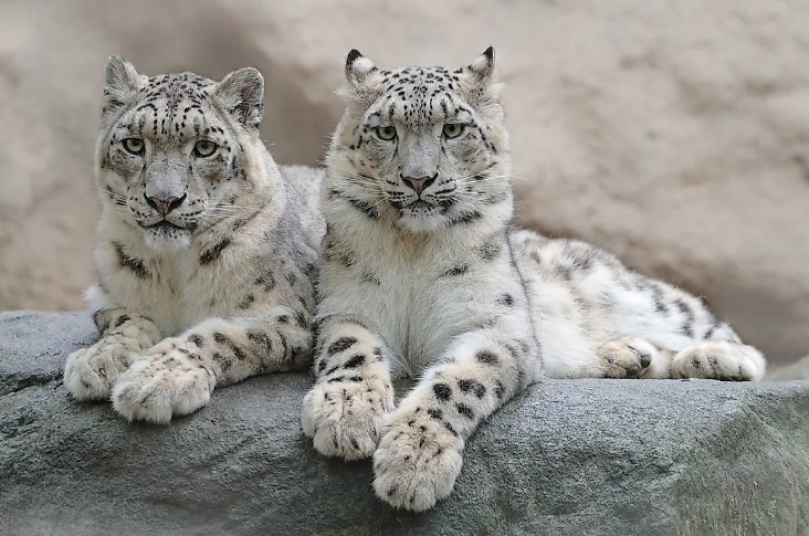 (с) Ondrej Prosicky/Shutterstock.com.