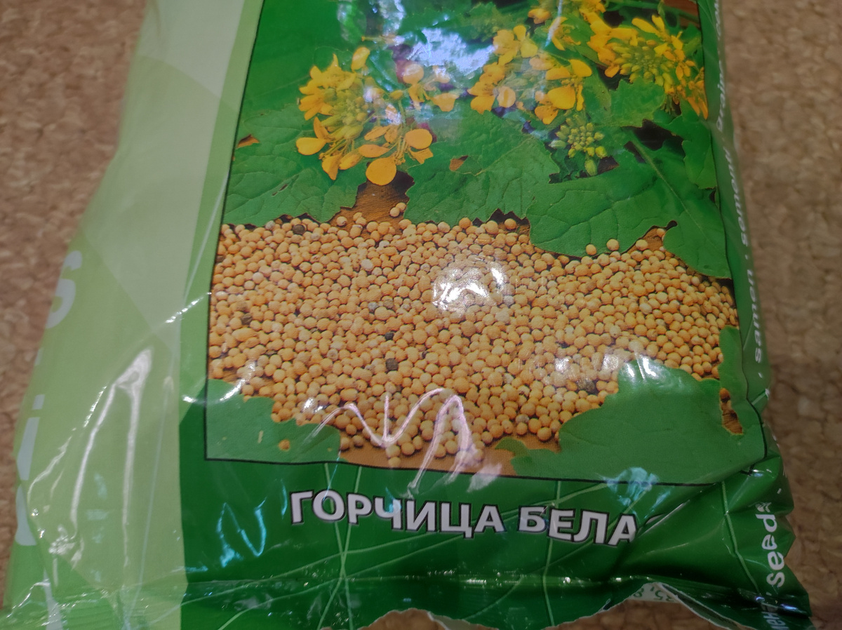 Фото автора, сидерат горчица белая, сентябрь 2024 года