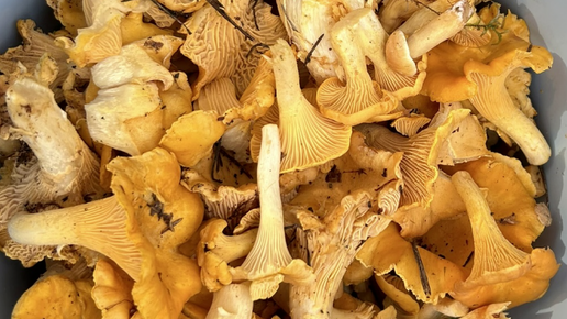 Море лисичек и зеленушек#A sea of chanterelles and greenfinches