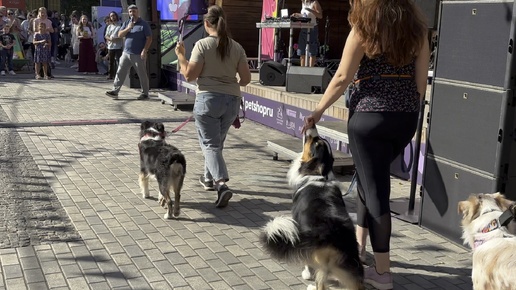 Австралийская овчарка. Аусси на параде пород на petshop days 2024 в саду имени Баумана в Москве