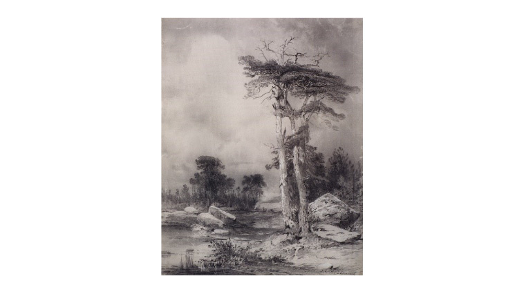 «Старые сосны» А.К. Саврасов, 1854 г.