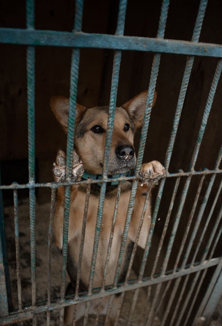 Чичерин из приюта Красная сосна