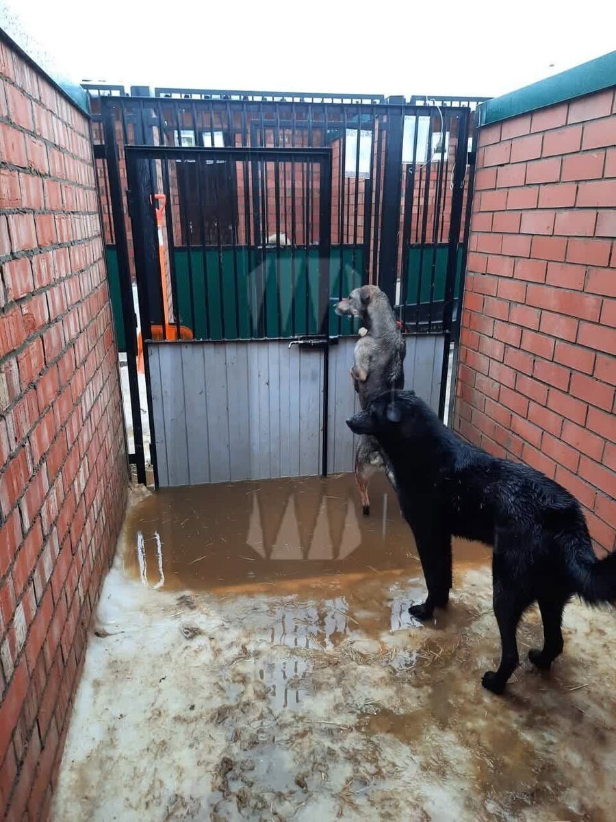 Фото из интернета, приют в Малинках