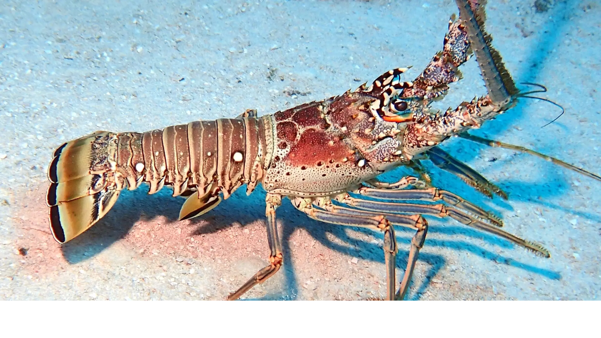 Фото: wikimedia.org