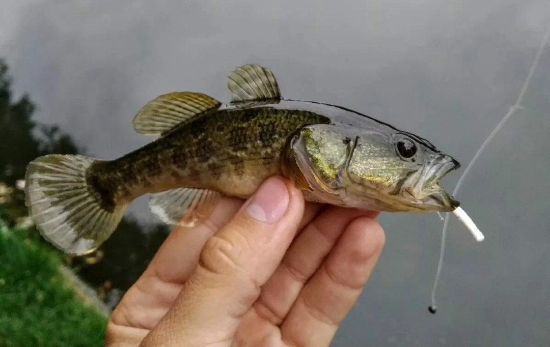 Взято с norstream.ru