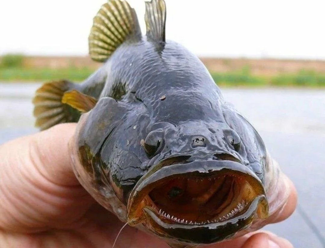 Взято с youla.ru