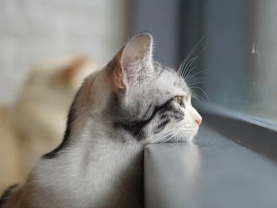 3 ошибки хозяина, которыми он портит поведение кота