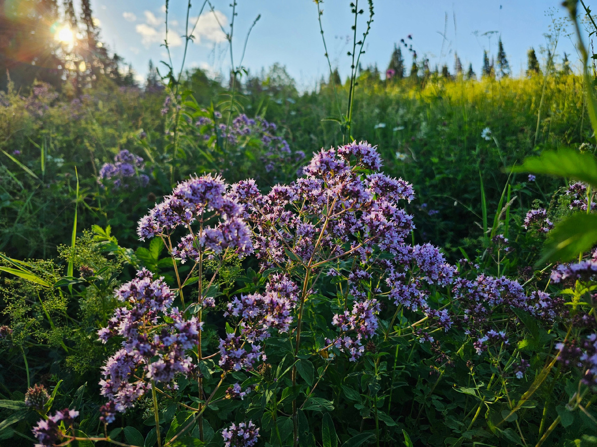 и совсем это была не его сестра