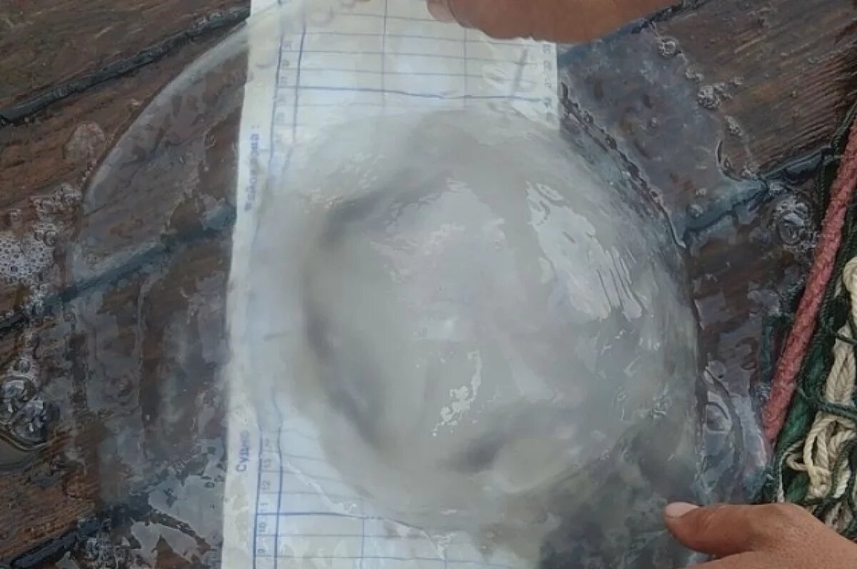    Ученые изучают распространение медуз в Азовском море