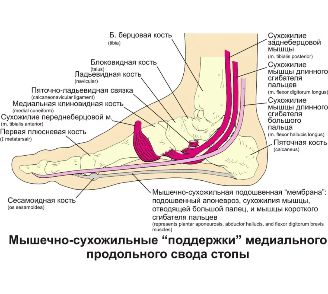 Почему болят стопы ног и пятки. Мышца отвечающая за плоскостопие. Внешняя поверхность стопы. Мышцы подошвы стопы.