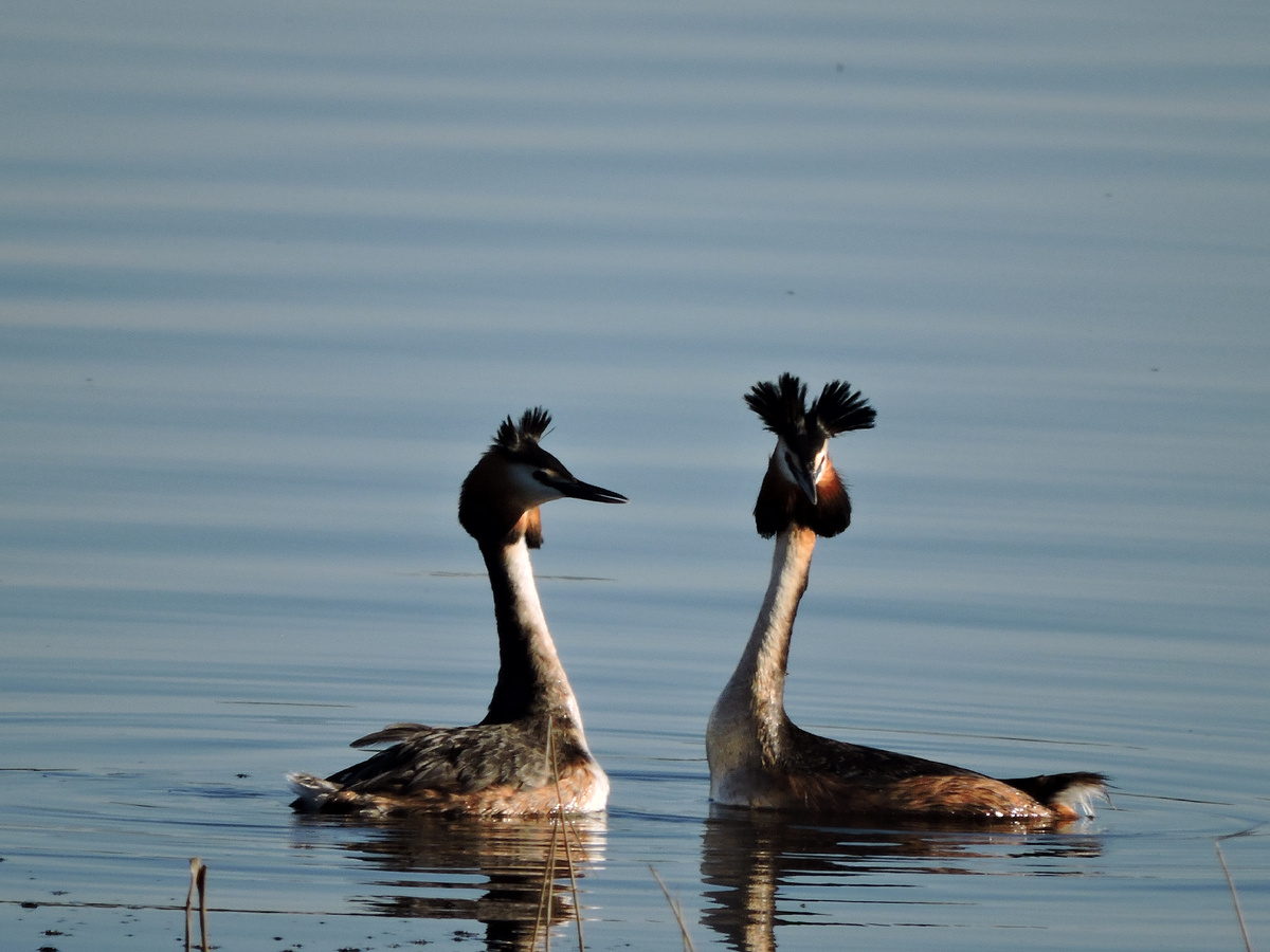 Чомга на Круглом озере 