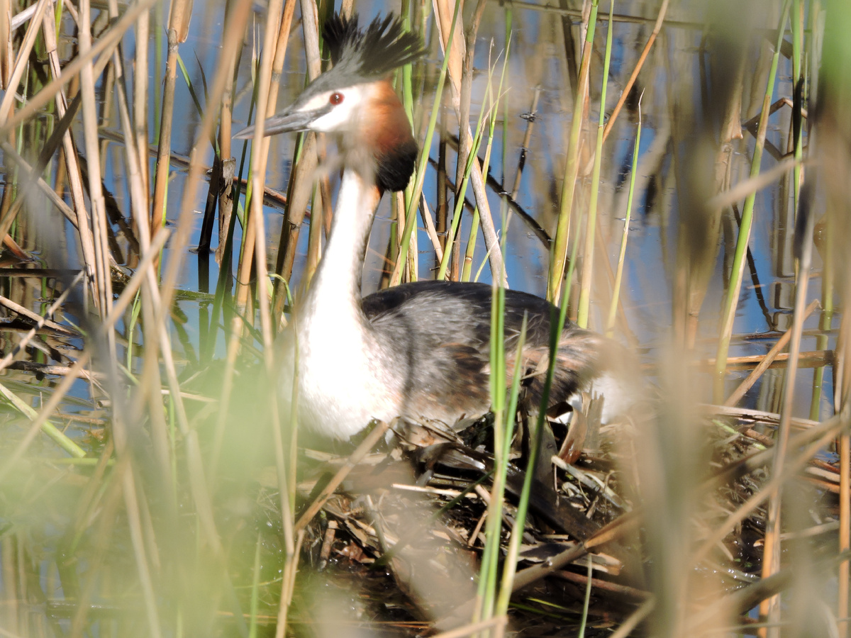 Чомга на гнезде