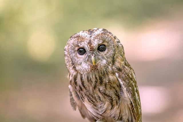    Серую неясыть сбила машина в Щигровском районе