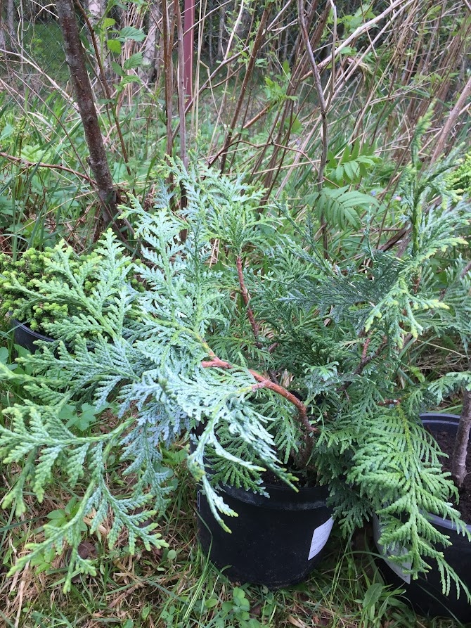 2021 Thuja koraiensis.