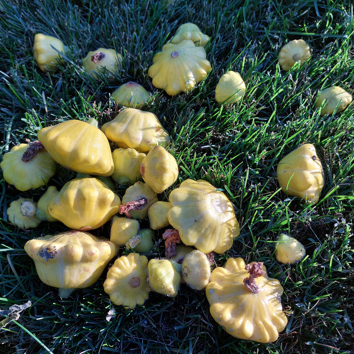 Патиссоны такие красивенькие. Тут они уже под закатным солнышком. Если мороз всё же будет, то это их последний урожай. Уже сегодня видела, что верхние листья патиссоновой клумбы уже обожгло холодом. Вот на снимке ниже видно, что сверху их листья уже пожухли. Но цветов внутри этой клумбы еще огромное количество. Ну что же. Зато просто порадовали они меня и вкусом, и цветом, и самой формой их оригинальной клумбы.