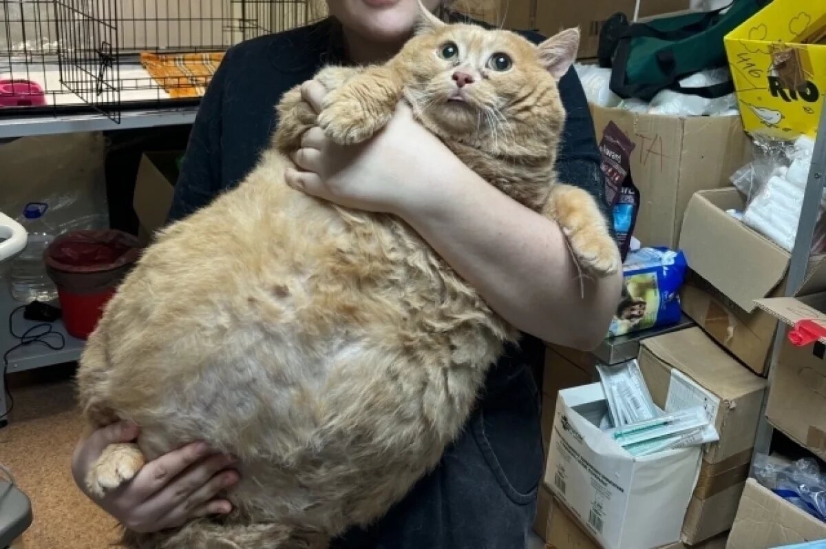    Сотрудники реабилитационного центра помогают коту похудеть.