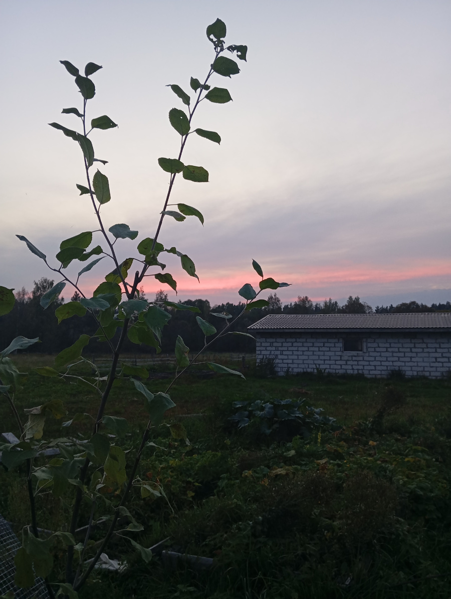 Наша новая яблонька Рижский голубок. Два года я искала именно этот сорт!