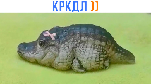 КРКДЛ ))) | Приколы