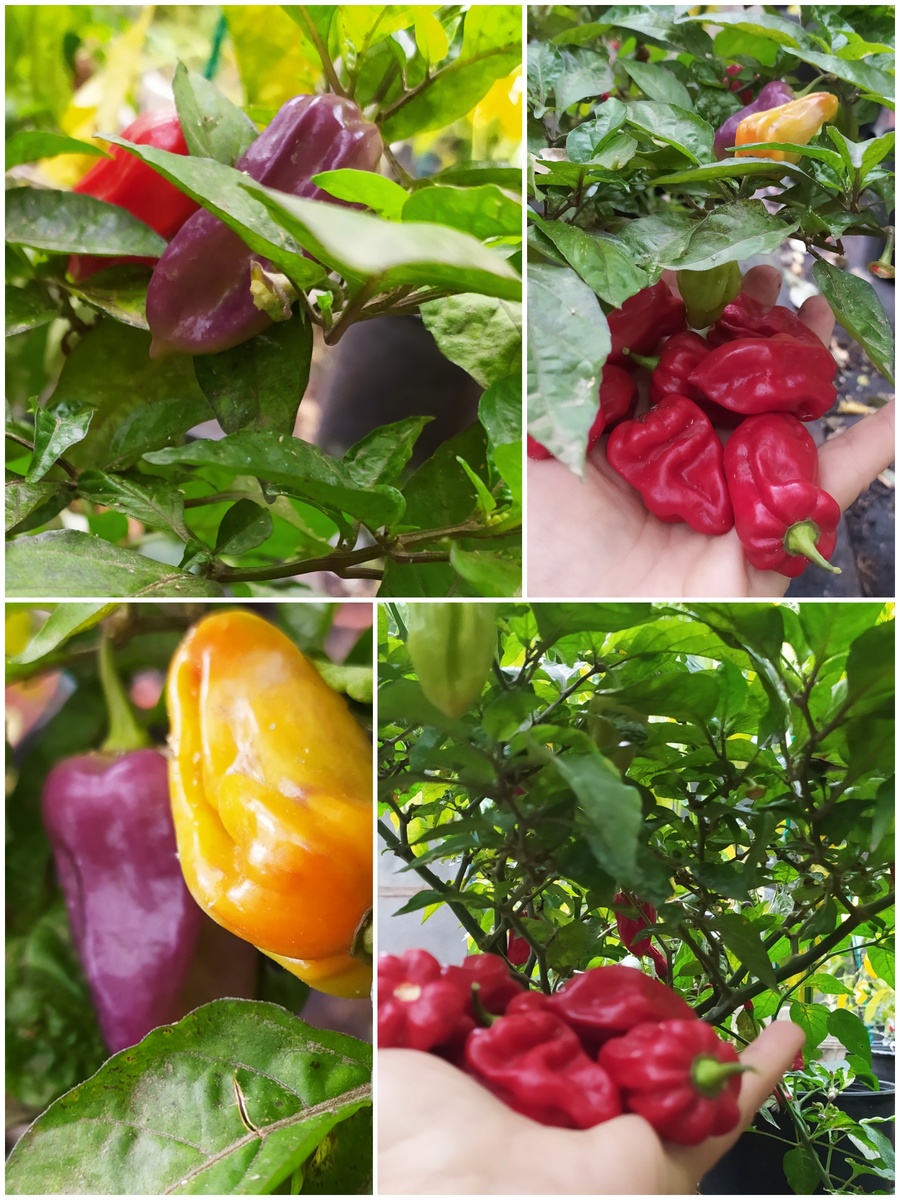 Jolokia Purple, Экстремально острый перец, Джолокия Пурпурный, сбор третьей и четвёртой волны урожая