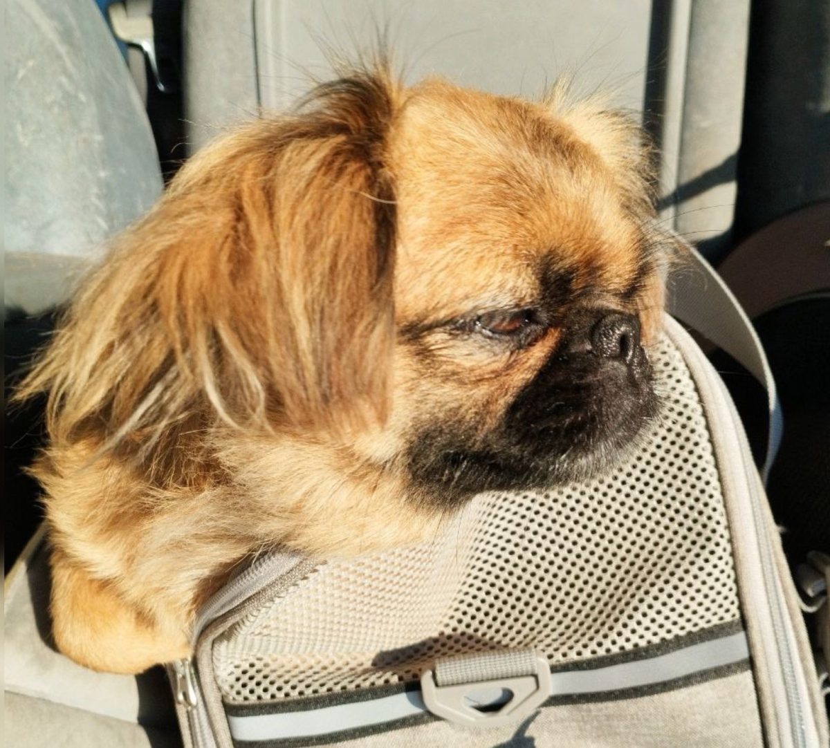    Питомцев нашли в одиночестве, истощенными и обезвоженными