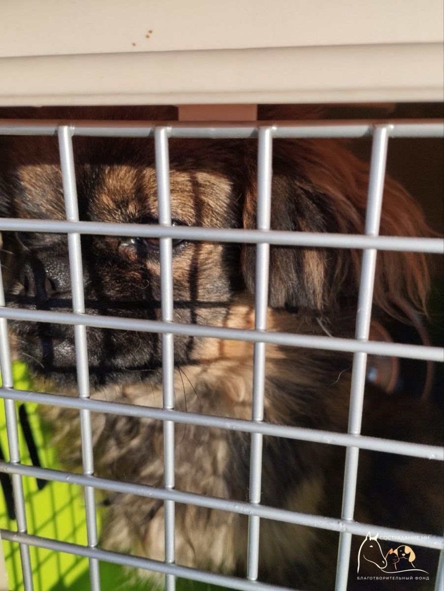    Сострадание НН ВКонтакте