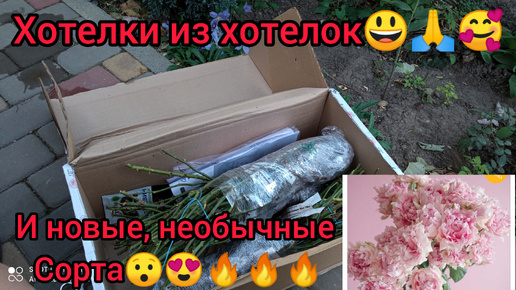 💥Саженцы из питомника 