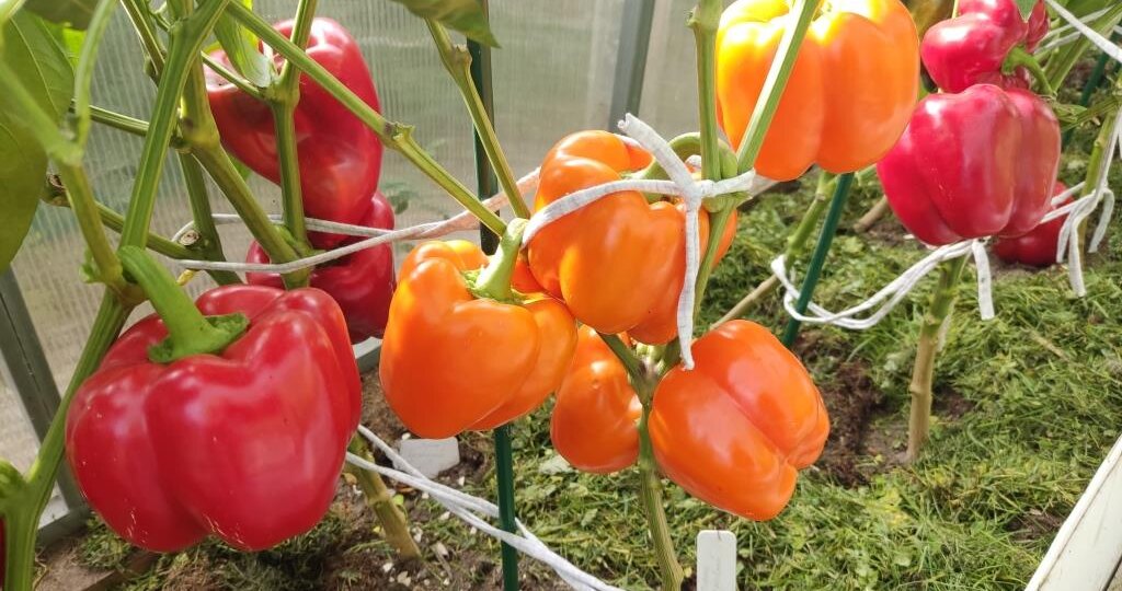 Высотой 2,5 метра: такого сладкого перца вряд ли прежде видали