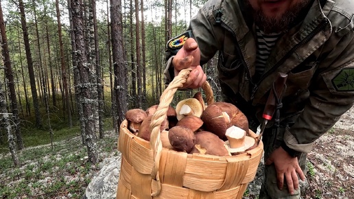 КУДА НЕ ГЛЯНЬ КРУГОМ БЕЛЫЕ ГРИБЫ. В ЭТОМ МЕСТЕ НЕ СТУПАЛА НОГО ГРИБНИКА. БОРОВИКИ НА КАЖДОМ МЕТРЕ. В ЛЕС ЗА БЕЛЫМИ