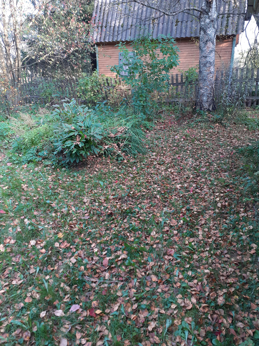 С березы осыпается листва